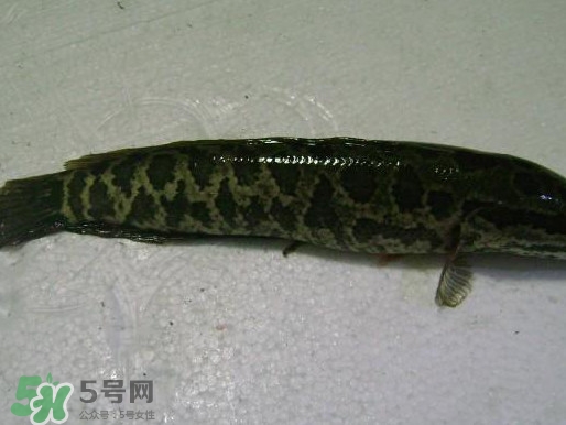 黑魚怎么殺不滑？黑魚為什么又被叫做財(cái)魚