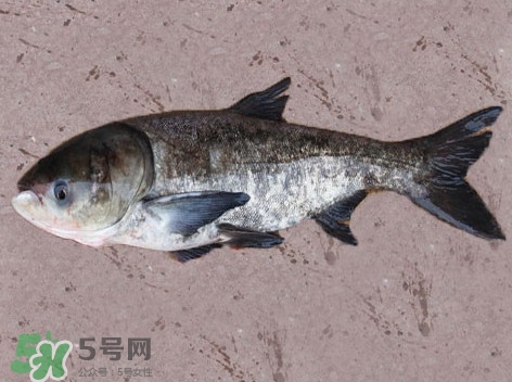 花鰱魚是海鮮嗎？花鰱魚是淡水魚嗎