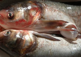 花鰱魚是海鮮嗎？花鰱魚是淡水魚嗎