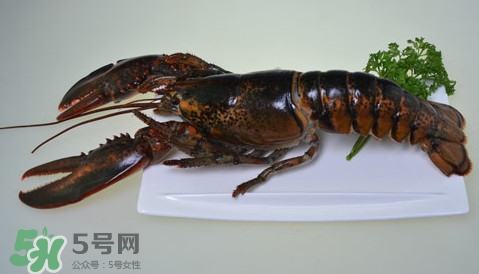 波士頓龍蝦頭能吃嗎？波士頓龍蝦哪里不能吃