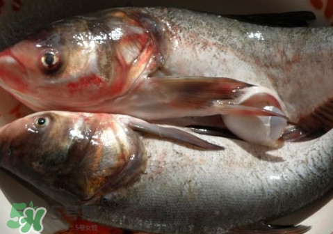 花鰱魚是海鮮嗎？花鰱魚是淡水魚嗎