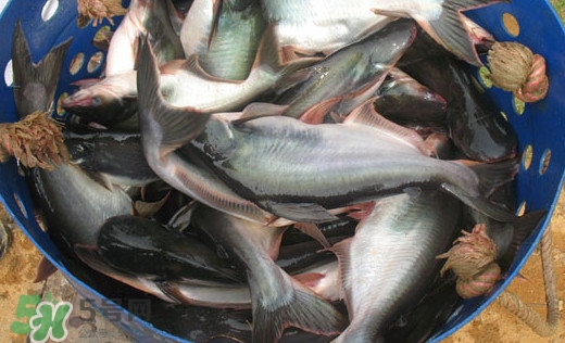 巴沙魚(yú)是什么魚(yú)？巴沙魚(yú)吃什么東西？