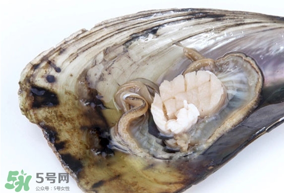 帶子是扇貝嗎？帶子和扇貝哪個好吃