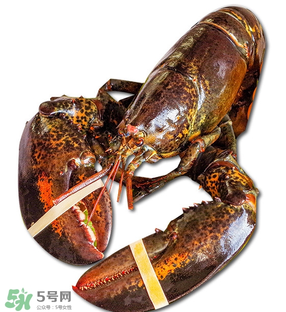 波士頓龍蝦怎么去蝦線？波士頓龍蝦怎么清洗