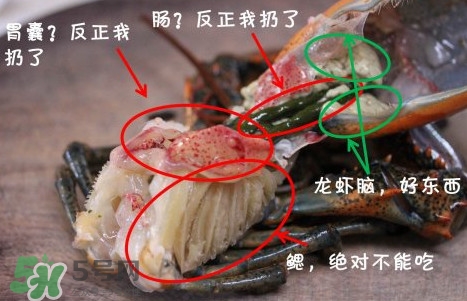 波士頓龍蝦頭能吃嗎？波士頓龍蝦哪里不能吃