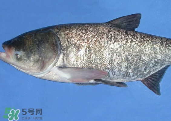 花鰱魚是海鮮嗎？花鰱魚是淡水魚嗎