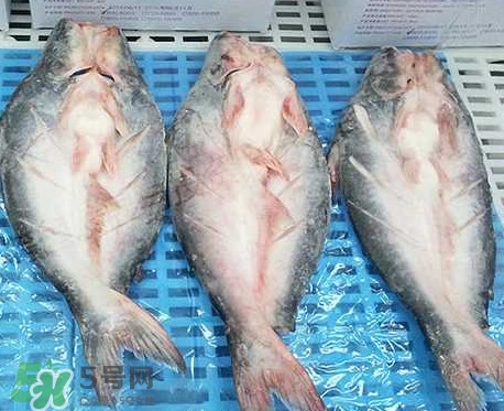 巴沙魚(yú)是什么魚(yú)？巴沙魚(yú)吃什么東西？