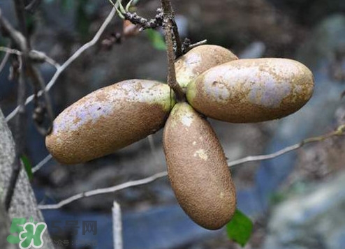 八月瓜怎么吃？八月瓜好吃嗎