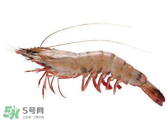 明蝦是海蝦還是河蝦？明蝦是什么蝦？