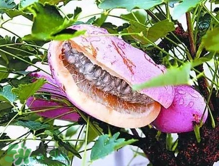 八月瓜適合哪里種植？八月瓜的種植技術(shù)