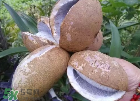 八月瓜什么時(shí)候成熟？八月瓜什么時(shí)候種植