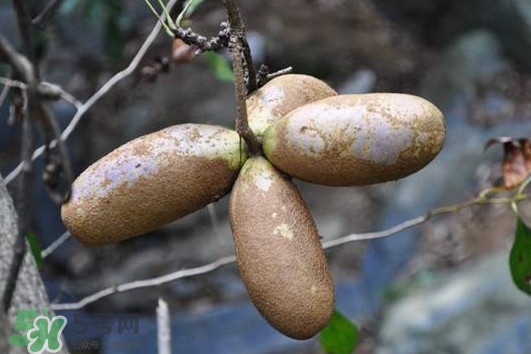 預(yù)知子怎么吃？預(yù)知子作用和功效是什么