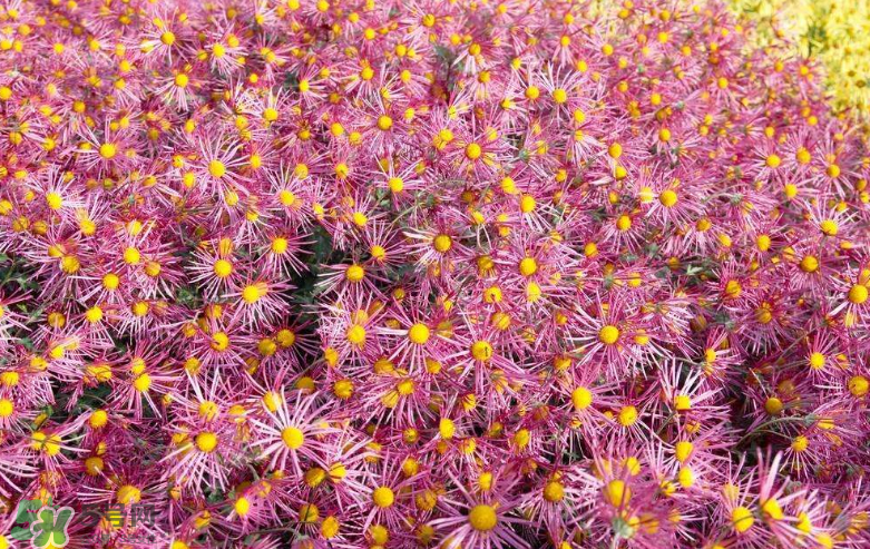 秋天開花嗎？秋天的花有哪些？