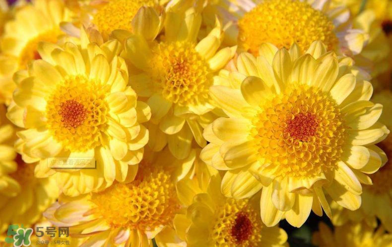 秋天開花嗎？秋天的花有哪些？