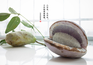 八月瓜可以泡酒嗎？八月瓜可以治乙肝嗎