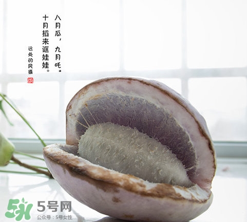 八月瓜可以泡酒嗎？八月瓜可以治乙肝嗎