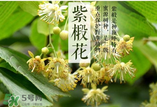 椴樹(shù)蜜是什么顏色？椴樹(shù)蜜是白色的嗎