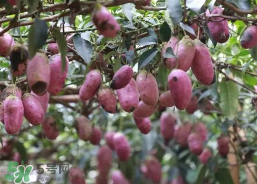 八月瓜能吃嗎？八月瓜到底有什么價值？