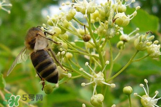 椴樹(shù)蜜是什么顏色？椴樹(shù)蜜是白色的嗎