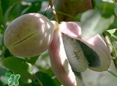 八月瓜適合哪里種植？八月瓜的種植技術(shù)