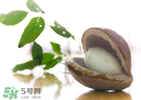 八月瓜可以泡酒嗎？八月瓜可以治乙肝嗎