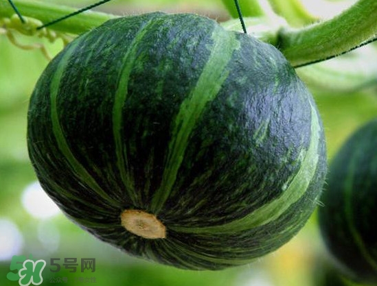 貝貝南瓜什么時(shí)候種植？貝貝南瓜什么時(shí)候上市