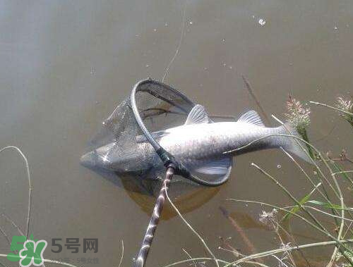 青魚怎么釣？釣青魚用什么餌料最好？