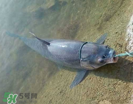 青魚怎么釣？釣青魚用什么餌料最好？