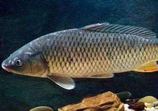 青魚怎么釣？釣青魚用什么餌料最好？