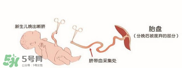 臍帶血有必要保存嗎？臍帶血有什么用？