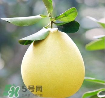 紅心蜜柚是不是轉(zhuǎn)基因？蜜柚是哪個(gè)地方的特產(chǎn)