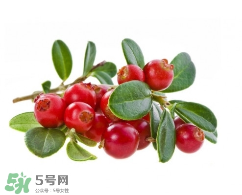 蔓越莓在中國(guó)有嗎？蔓越莓怎么辨別真假