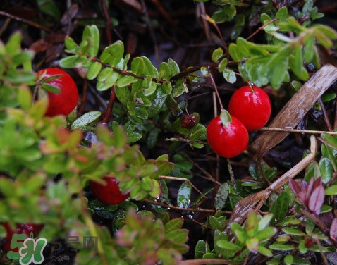 蔓越莓干熱量高嗎？蔓越莓干和新鮮蔓越莓營(yíng)養(yǎng)價(jià)值的區(qū)別