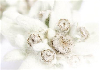 Siin雪絨花孕婦可以用嗎？Siin雪絨花護(hù)膚品孕婦合適嗎？
