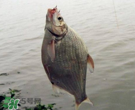 武昌魚(yú)怎么釣？釣武昌魚(yú)用什么餌料？