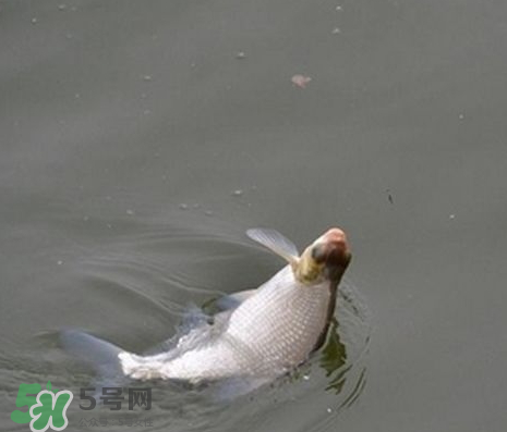 武昌魚(yú)怎么釣？釣武昌魚(yú)用什么餌料？