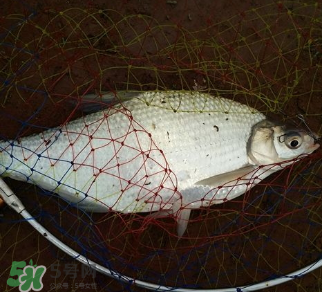 武昌魚(yú)怎么釣？釣武昌魚(yú)用什么餌料？