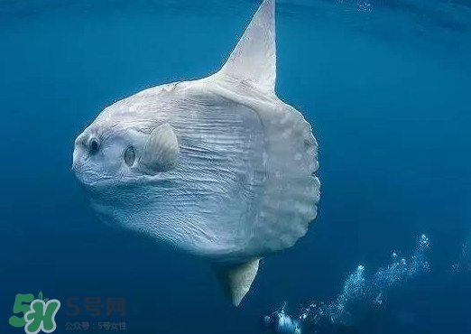 翻車魚是什么魚？翻車魚為什么叫翻車魚