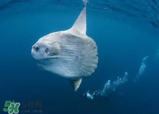 翻車魚能吃嗎？翻車魚有毒嗎