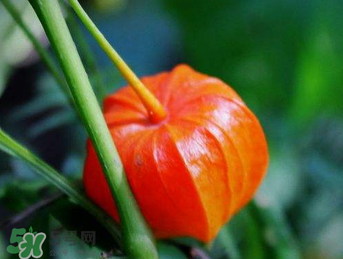 紅姑娘能治療糖尿病嗎？紅姑娘能治什么?。?></p><h3 style=