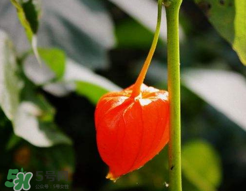 紅姑娘能治療糖尿病嗎？紅姑娘能治什么??？