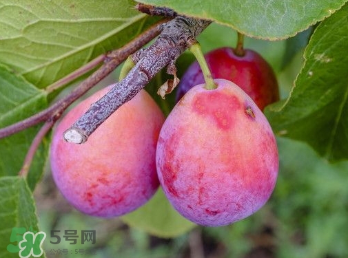 西梅熱量高嗎？西梅可以減肥嗎？