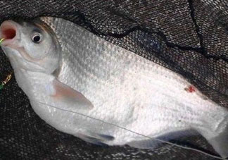 武昌魚怎么釣？釣武昌魚用什么餌料？