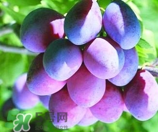 西梅軟的好吃還是硬的好吃？西梅軟的是壞了嗎？