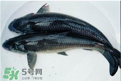 鯇魚和草魚哪個好吃？鯇魚和草魚的區(qū)別