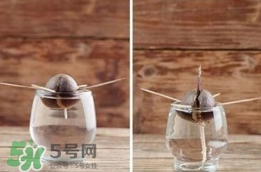 牛油果核能吃嗎？牛油果核怎么種盆栽？