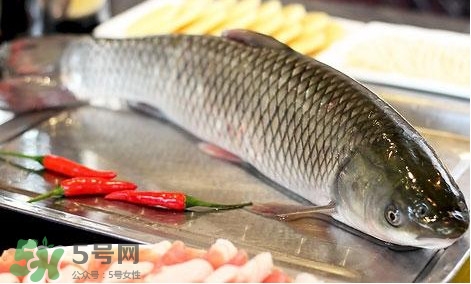 鯇魚和草魚哪個好吃？鯇魚和草魚的區(qū)別