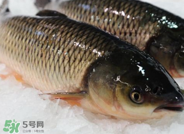 鯇魚(yú)是什么魚(yú)？鯇魚(yú)是怎樣來(lái)的