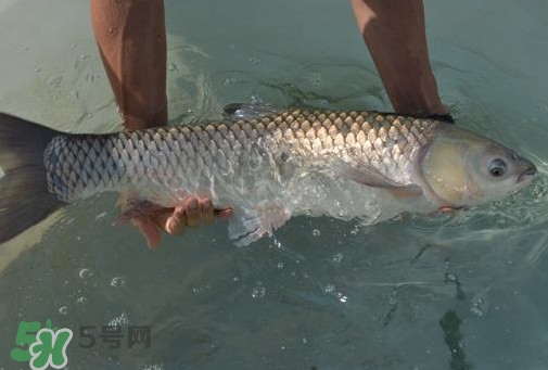 脆肉鯇是草魚嗎？脆肉鯇和草魚有什么區(qū)別