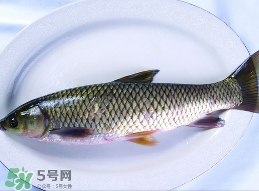 鯇魚(yú)是什么魚(yú)？鯇魚(yú)是怎樣來(lái)的